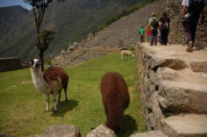 llamas in a grassy field with people standing on a stone wall