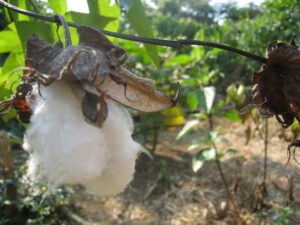 a cotton plant with a white flower