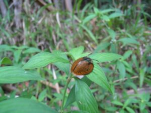 a brown bug on a leaf