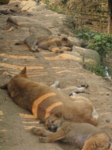 a group of lions lying on the ground