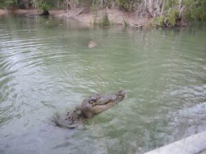 a crocodile swimming in a body of water