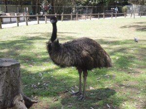 a large ostrich standing on grass
