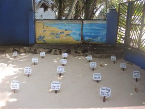 a turtle enclosure with signs on sand