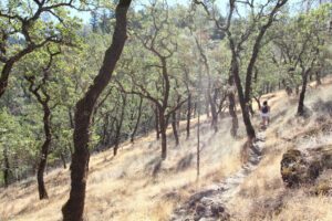 a person walking on a trail through a forest