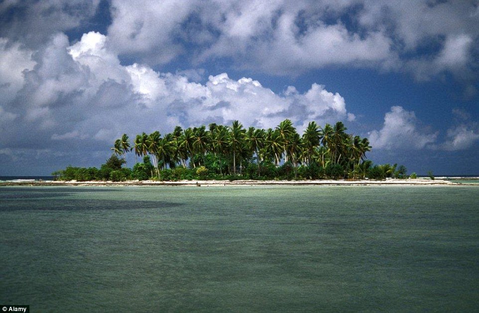a group of palm trees on an island