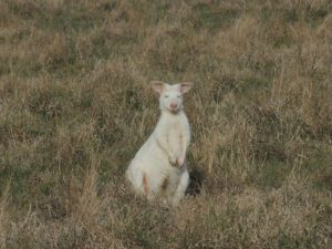 a white kangaroo in a field