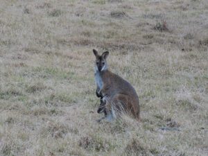 a kangaroo with a baby kangaroo in a field