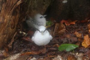 a couple of birds sitting on the ground