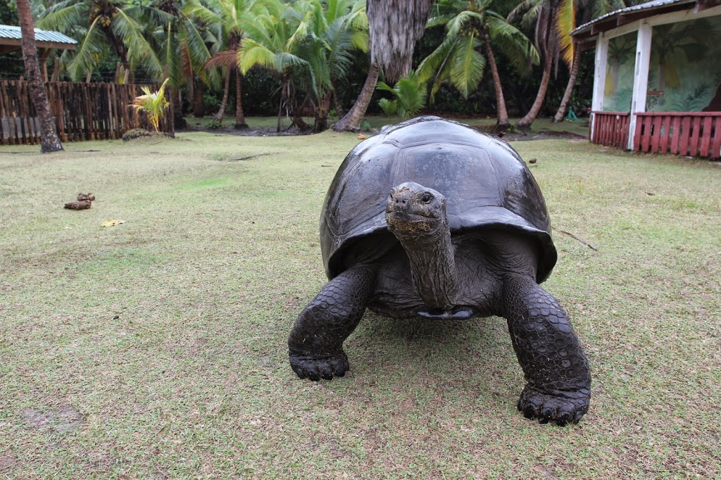 a large turtle walking on grass