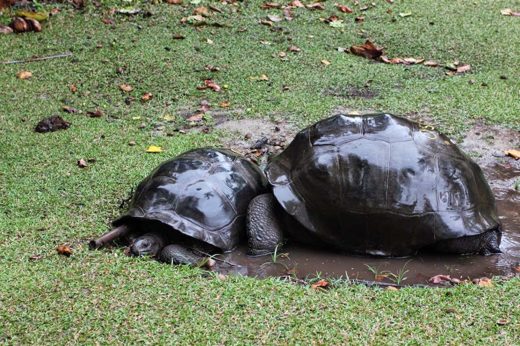 two turtles in a puddle of water