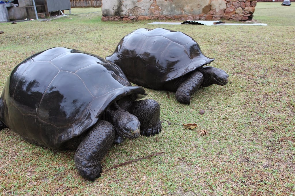 two large tortoises on grass