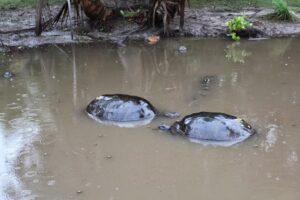 a group of turtles in a muddy pond
