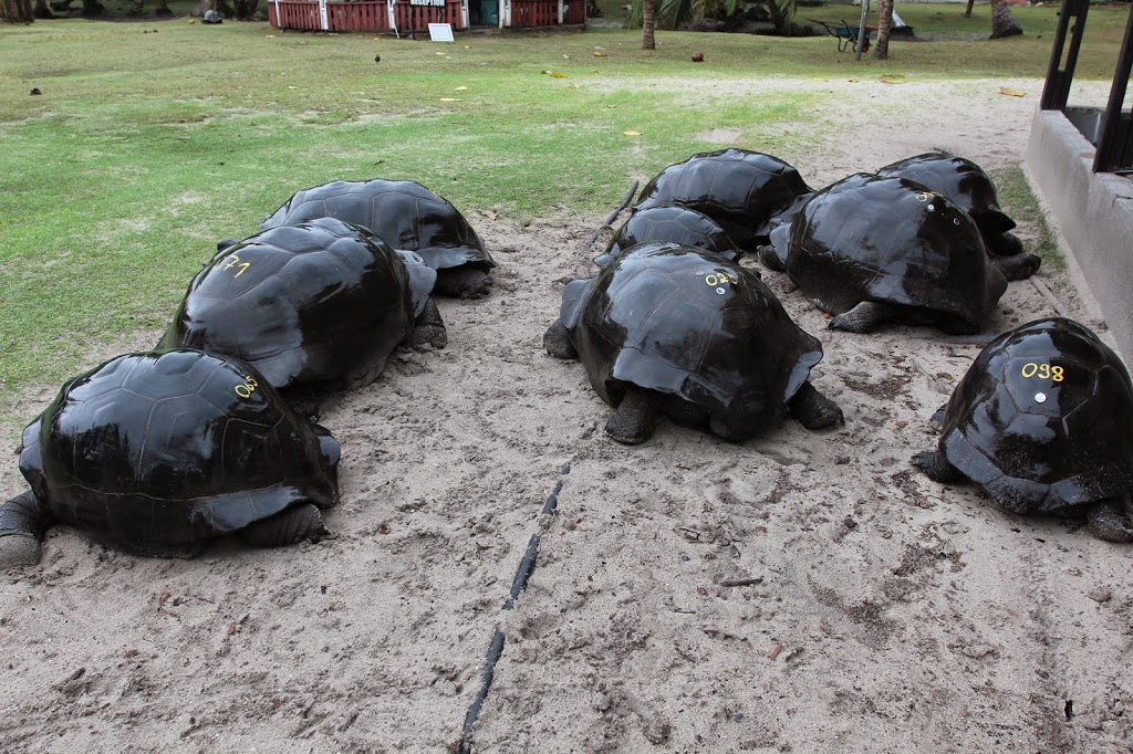 a group of tortoises in the sand