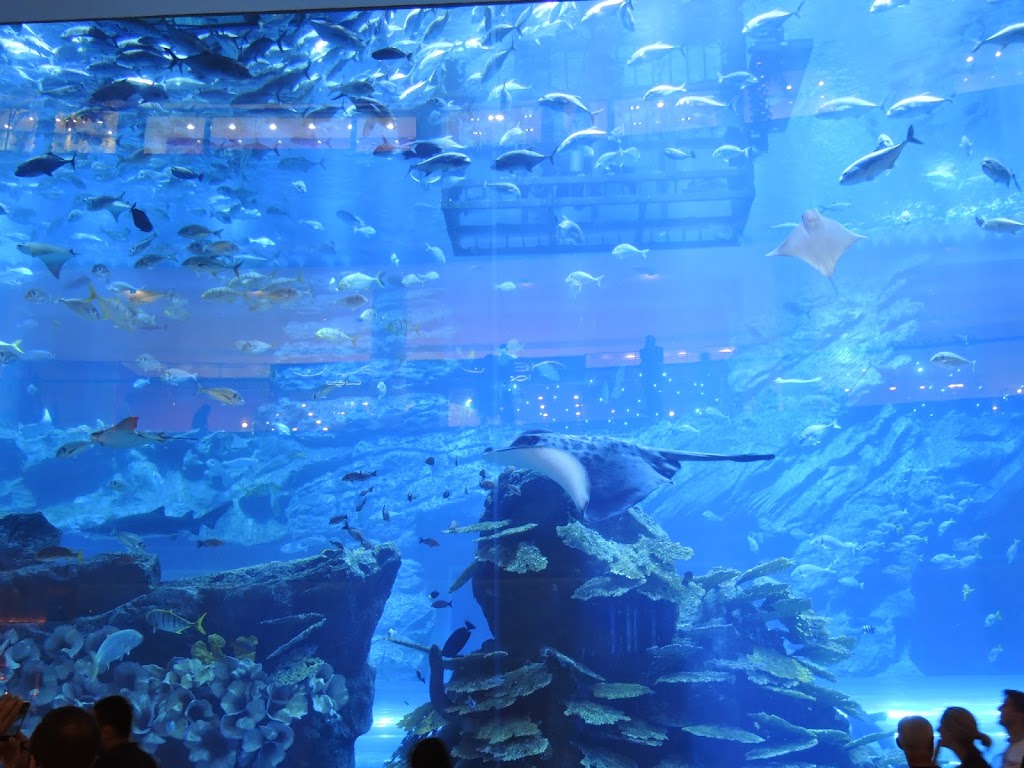 a large glass aquarium with fish and corals
