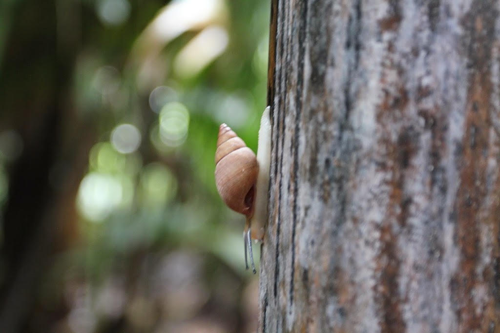 a snail on a tree trunk