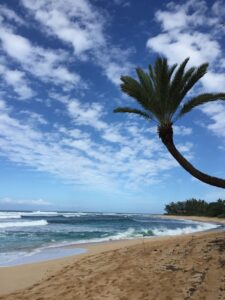 a palm tree on a beach