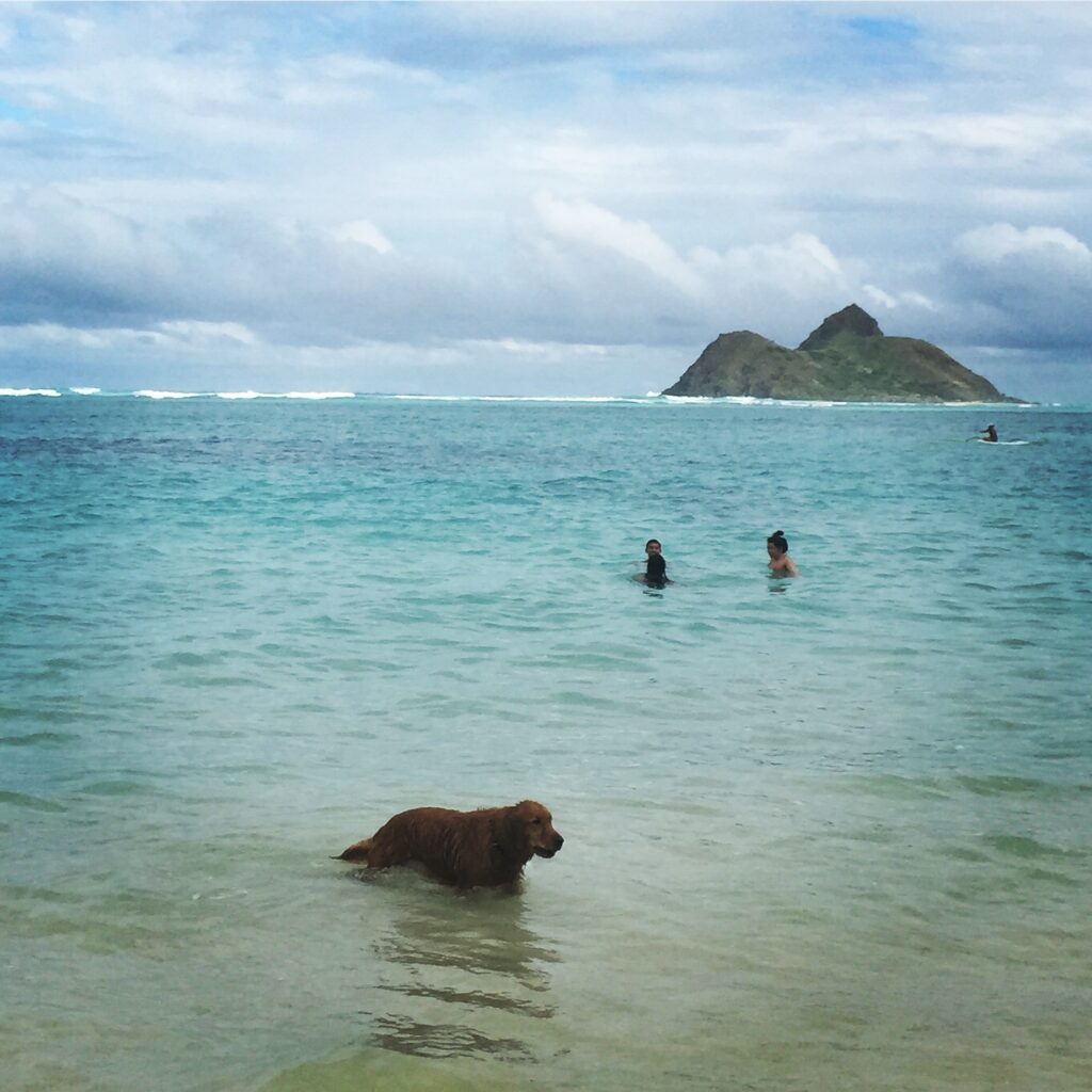 lanikai beach dog