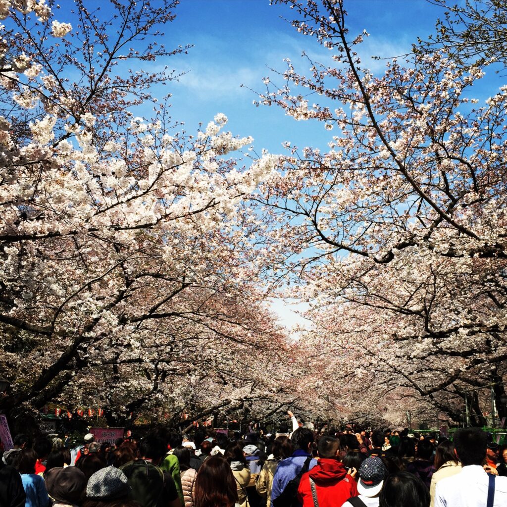 cherry blossoms tokyo ueno park