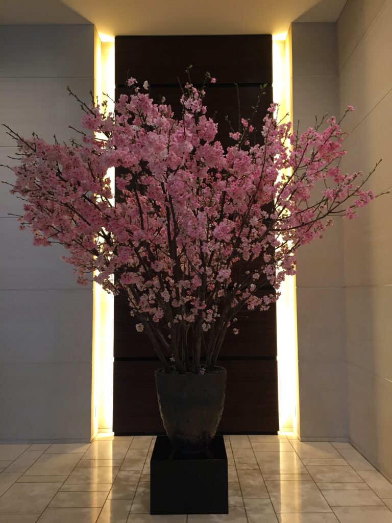conrad tokyo cherry blossoms