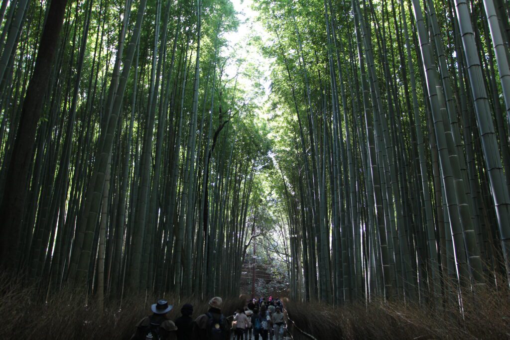 kyoto bamboo forest 2