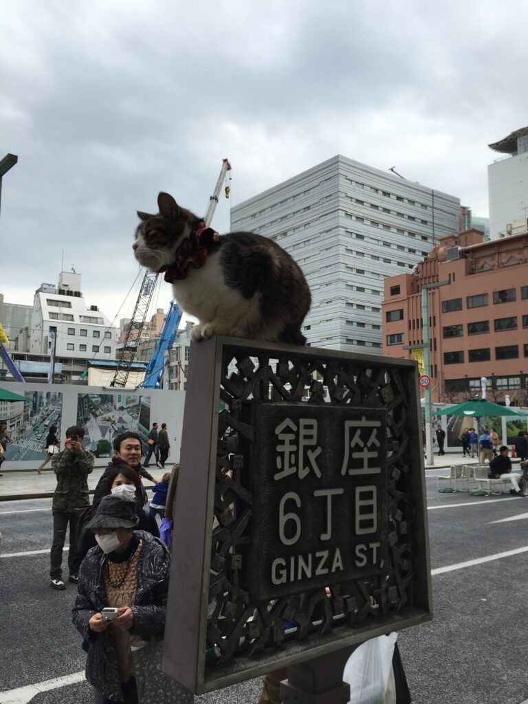 tokyo ginza street cat
