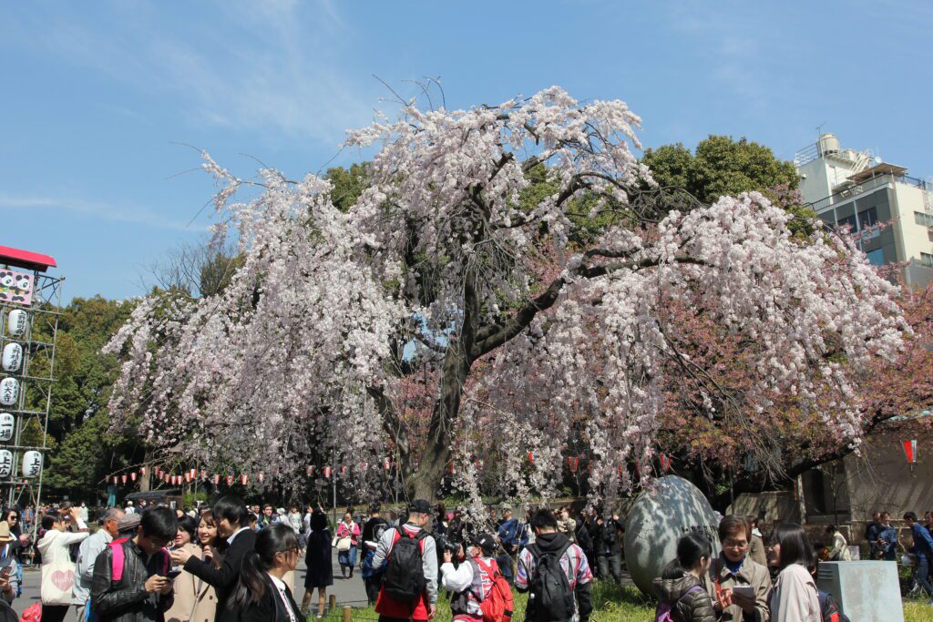 ueno park cherry blossoms