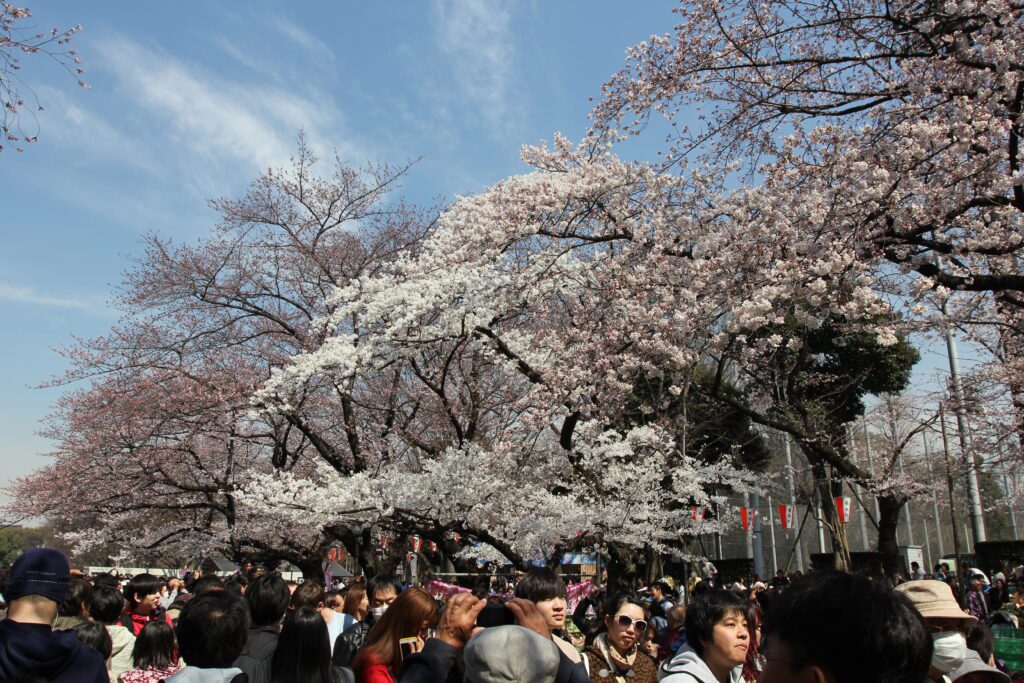 ueno park cherry blossoms 2