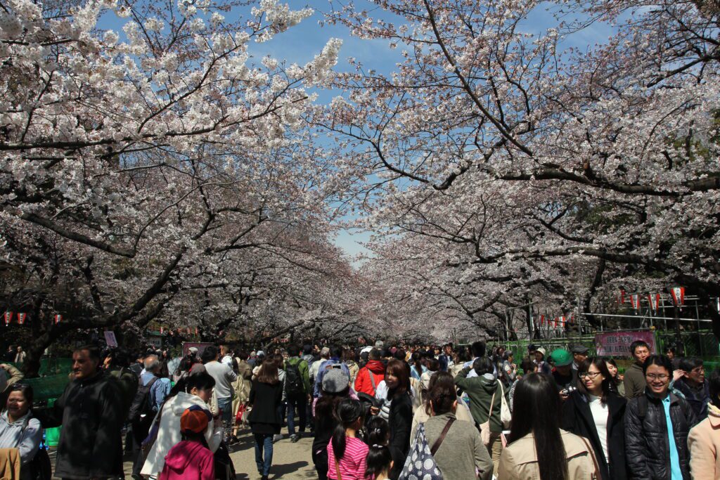 ueno park cherry blossoms 3 - Hungry for Points