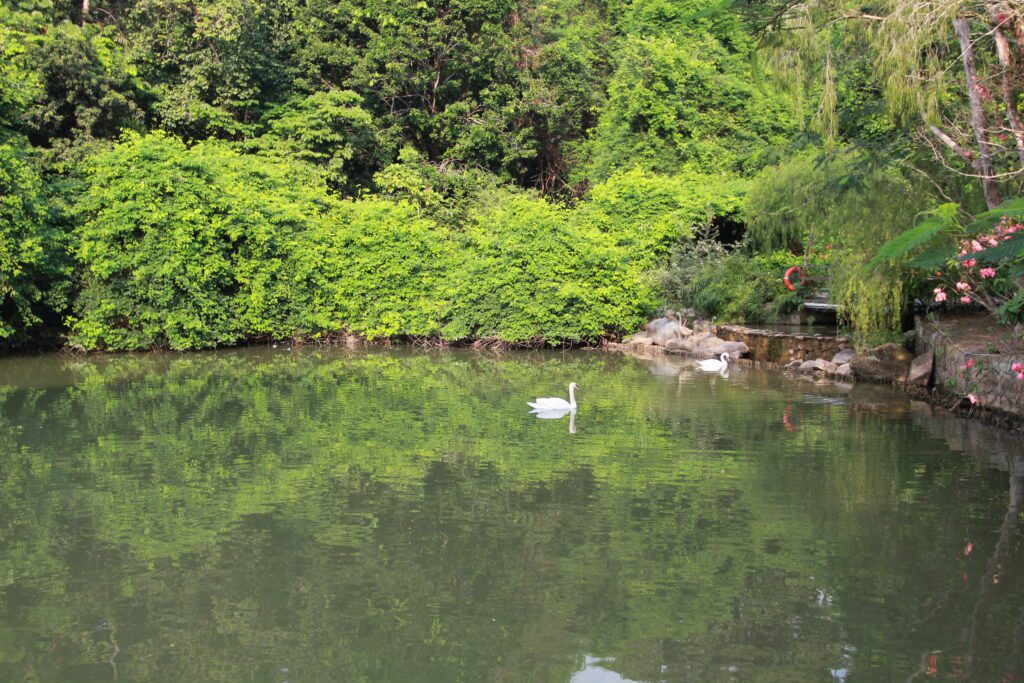 singapore botanical gardens swan