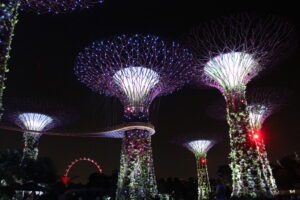 a group of trees with lights