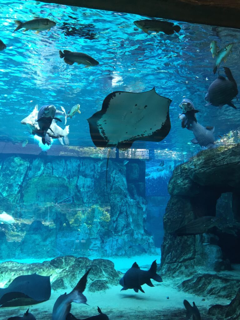 singapore zoo aquarium