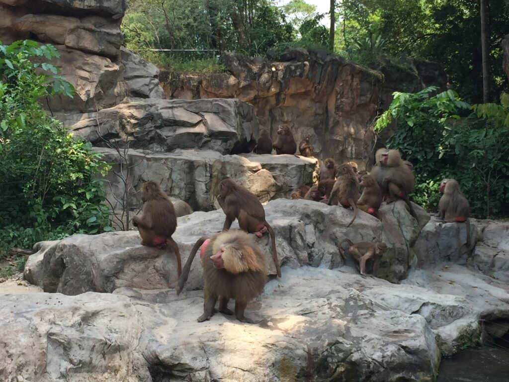 singapore zoo baboons