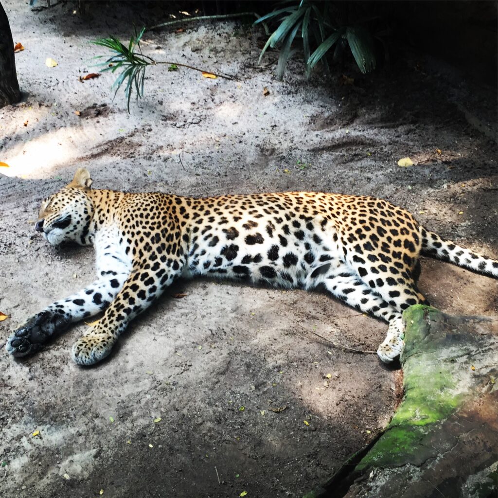 singapore zoo leopard