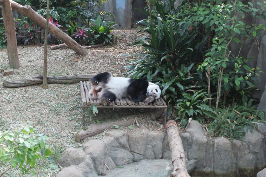 singapore zoo panda