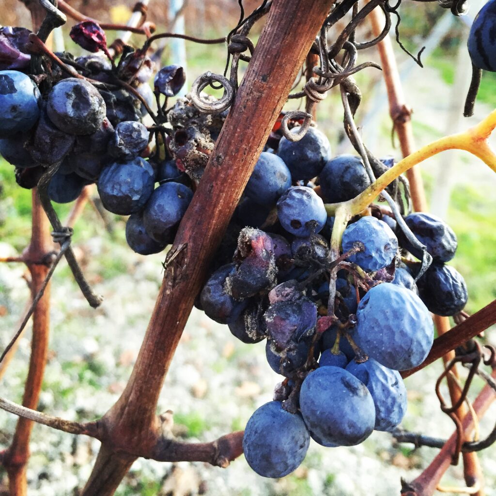 casa sobrero castiglione faletto vineyard grapes