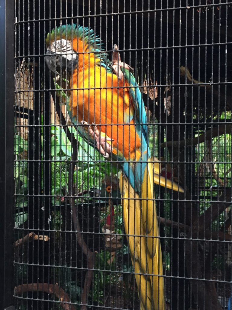 four seasons lanai rescue bird parrot