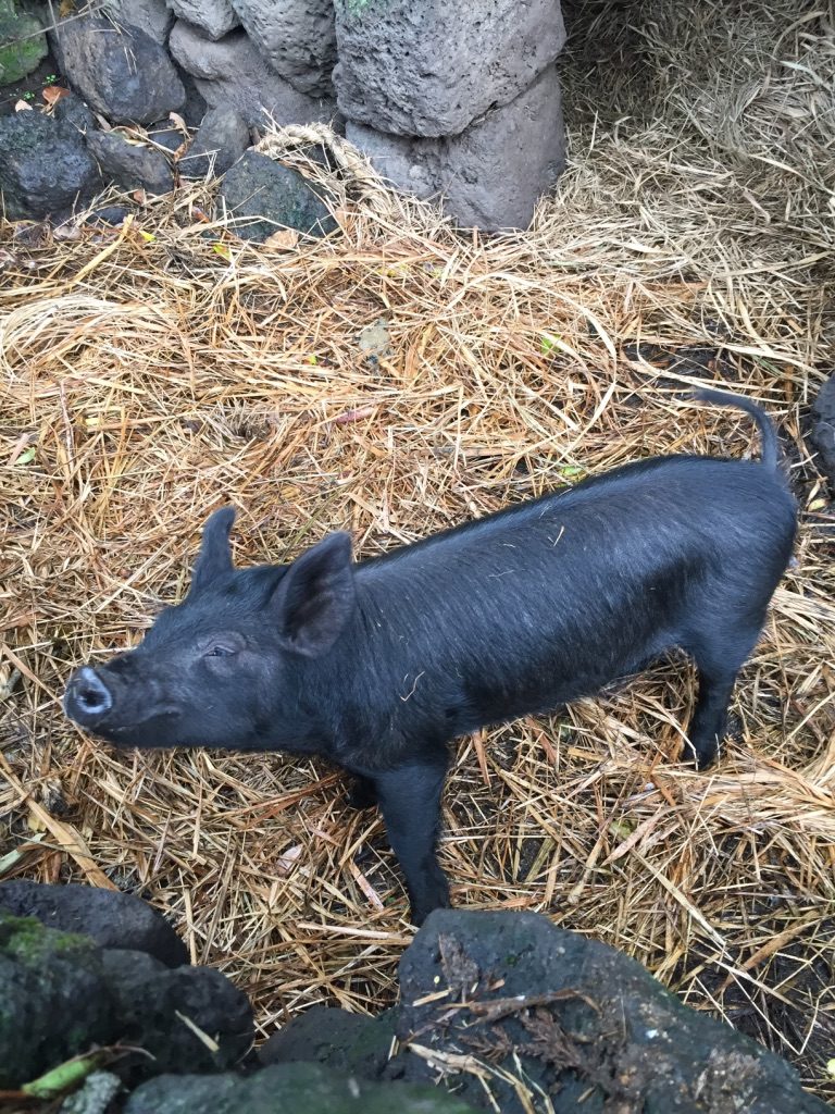 jeju island black pig